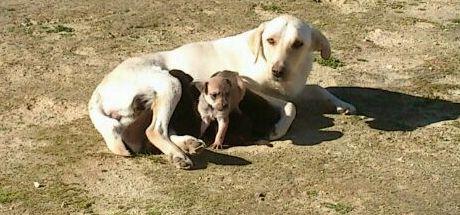 Se regalan cachorros cruce de labrador