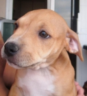 VENDO PITBULL HEMBRA - mejor precio | unprecio.es