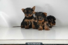 Yorkshire, excelentes y adorables - mejor precio | unprecio.es