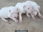 adopte cachorros de dogo argentino - mejor precio | unprecio.es