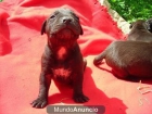 american pit bull terrier - mejor precio | unprecio.es