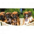 Boxer,excelentes cachorritos - mejor precio | unprecio.es