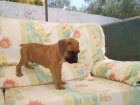 Cachorrito inigualable de boxer!! 250 euros - mejor precio | unprecio.es