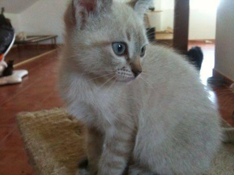Gatos en Mairena..para no parar de llorar