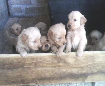 Golden Retriever