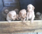 Golden Retriever - mejor precio | unprecio.es