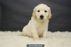 Preciosos cachorros de Golden - mejor precio | unprecio.es