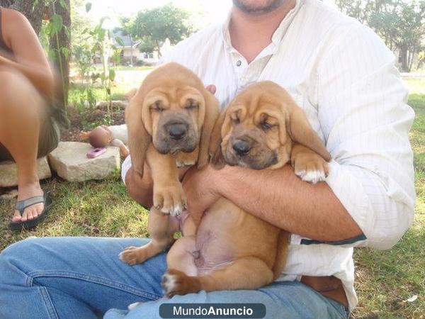 Regalo Bloodhound listo para