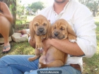 Regalo Bloodhound listo para - mejor precio | unprecio.es