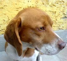 regalo perrita de raza pequeña, 8 meses
