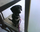 REGALO PERRITA POR NO PODER ATENDER - mejor precio | unprecio.es