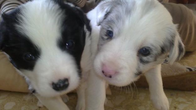 Se vende pareja de border collie