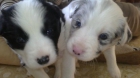 Se vende pareja de border collie - mejor precio | unprecio.es