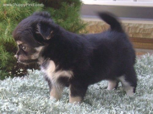 vendo chihuahua