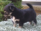 vendo chihuahua - mejor precio | unprecio.es