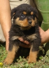 CACHORROS DE ROTTWEILLER - mejor precio | unprecio.es