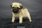 CARLINO PUG FOTOS REALES CRIADERO - mejor precio | unprecio.es