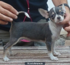 Chihuahua azul y blanca de gran calidad. Pedigree - mejor precio | unprecio.es