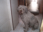 PASEADORA Y CUIDADORA DE ANIMALES - mejor precio | unprecio.es