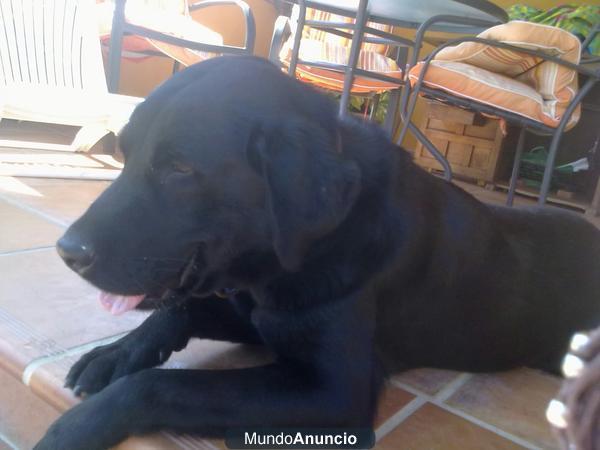 se vende Labradores Retriever