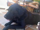 se vende Labradores Retriever - mejor precio | unprecio.es