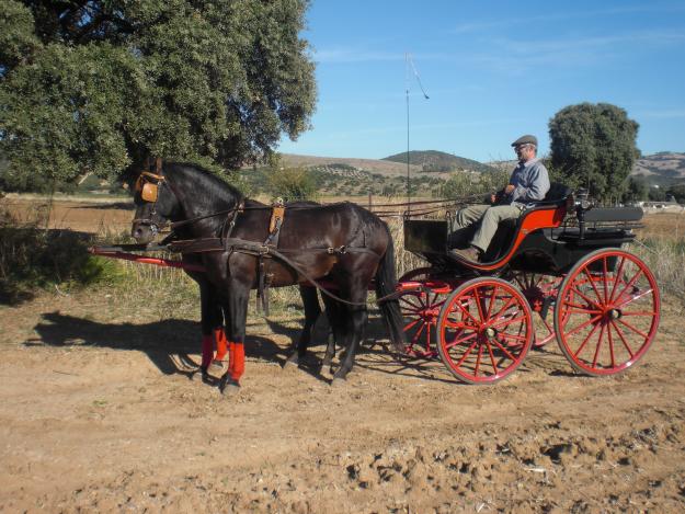 tronco de caballos