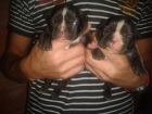cachorros bulldog frances - mejor precio | unprecio.es