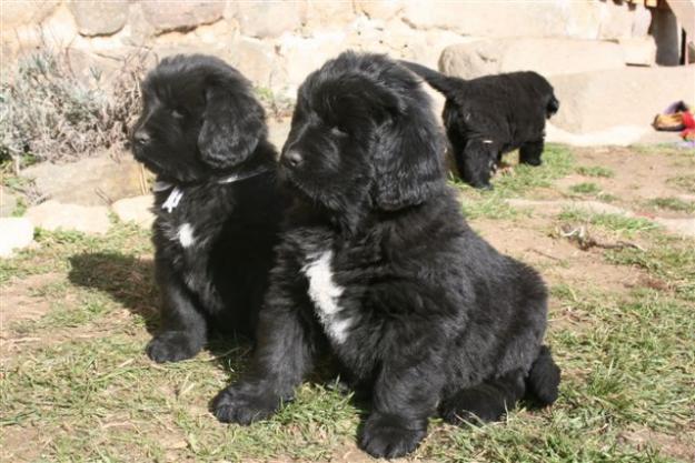 Cachorros de Terranova: machos y hembras con excelente estructura osea y buen pedigree