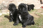Cachorros de Terranova: machos y hembras con excelente estructura osea y buen pedigree - mejor precio | unprecio.es