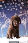 Camada de Labrador Chocolates preciosos cachorros !!! - mejor precio | unprecio.es