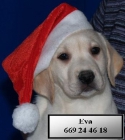 Camada de Labrador, especataculares cachorros - mejor precio | unprecio.es