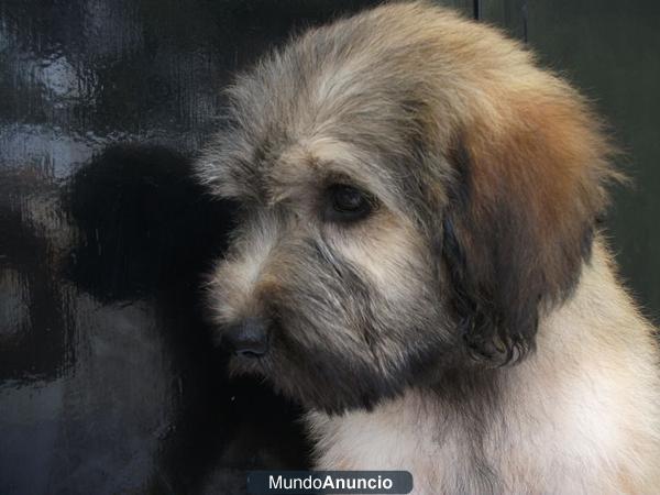 GOS D ATURA CATALA CACHORROS.