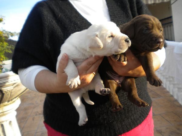 labradores  guapisimos