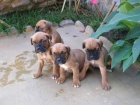 LINDOS CACHORROS BOXER A 250 EUROS - mejor precio | unprecio.es
