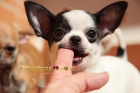 Precioso Chihuahua Macho Bicolor - mejor precio | unprecio.es