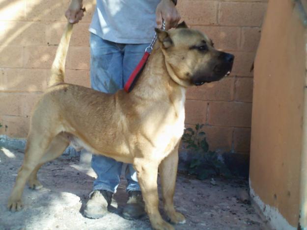 PRESA CANARIO  EN VENTA