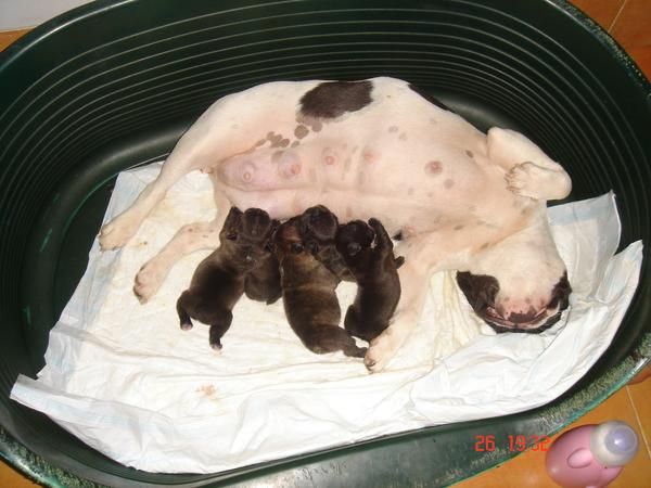 Proxima camada bulldog frances