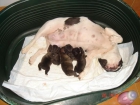 Proxima camada bulldog frances - mejor precio | unprecio.es