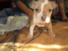 viendo crea American Pit bull terrier blue fawn "Portugal" - mejor precio | unprecio.es