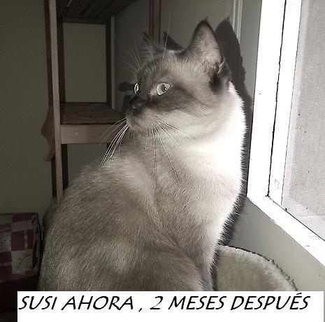 Susi siamesita divina en adopción