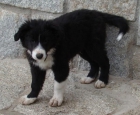 cachorro de Border Collie - mejor precio | unprecio.es