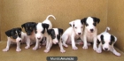 Cachorros Bodegueros Ratoneros, 120e - mejor precio | unprecio.es
