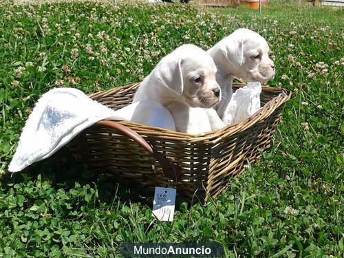 Cachorros boxer blancos