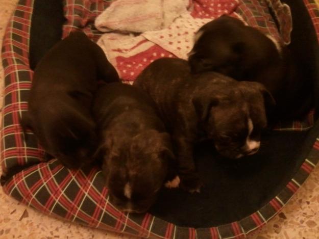Cachorros de Bulldog Frances