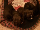 Cachorros de Bulldog Frances - mejor precio | unprecio.es