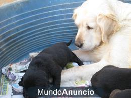 Cachorros de madre Golden y padre labrador preciosos,cariñosos obedientes