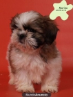 Cachorros de Shih-tzu, increibles - mejor precio | unprecio.es