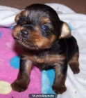 CAMADA DE CACHORROS YORKSHIRE TERRIER - mejor precio | unprecio.es