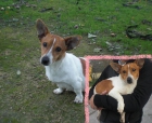 Jack Russell o cruce en adopcion - mejor precio | unprecio.es