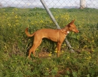 Podenco Andaluz - mejor precio | unprecio.es